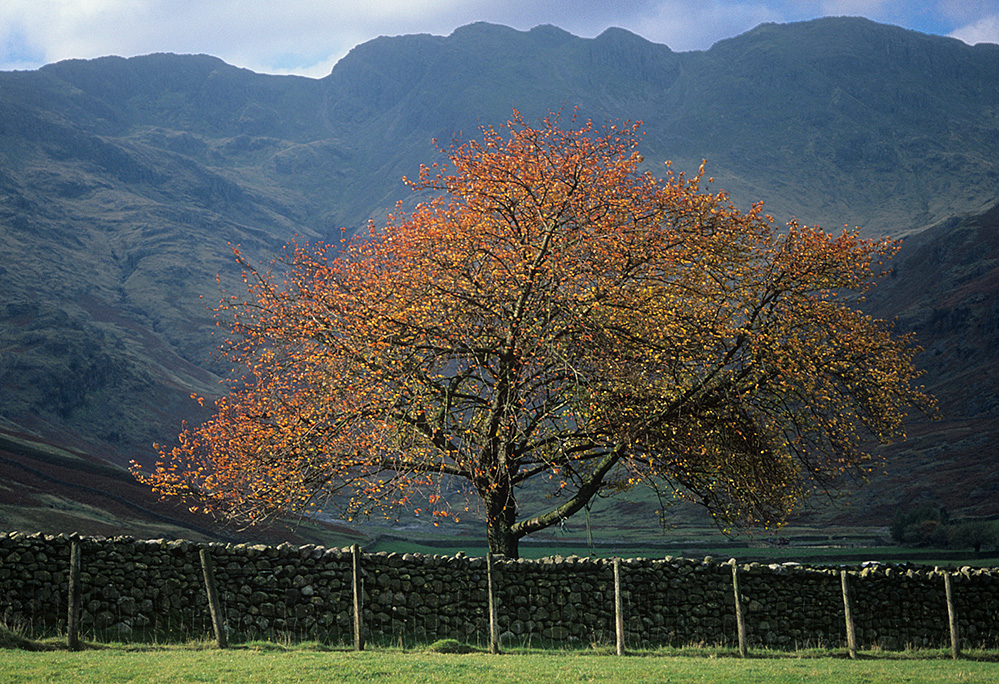 Autumn Tree and Crinkle Crags, Langdale 